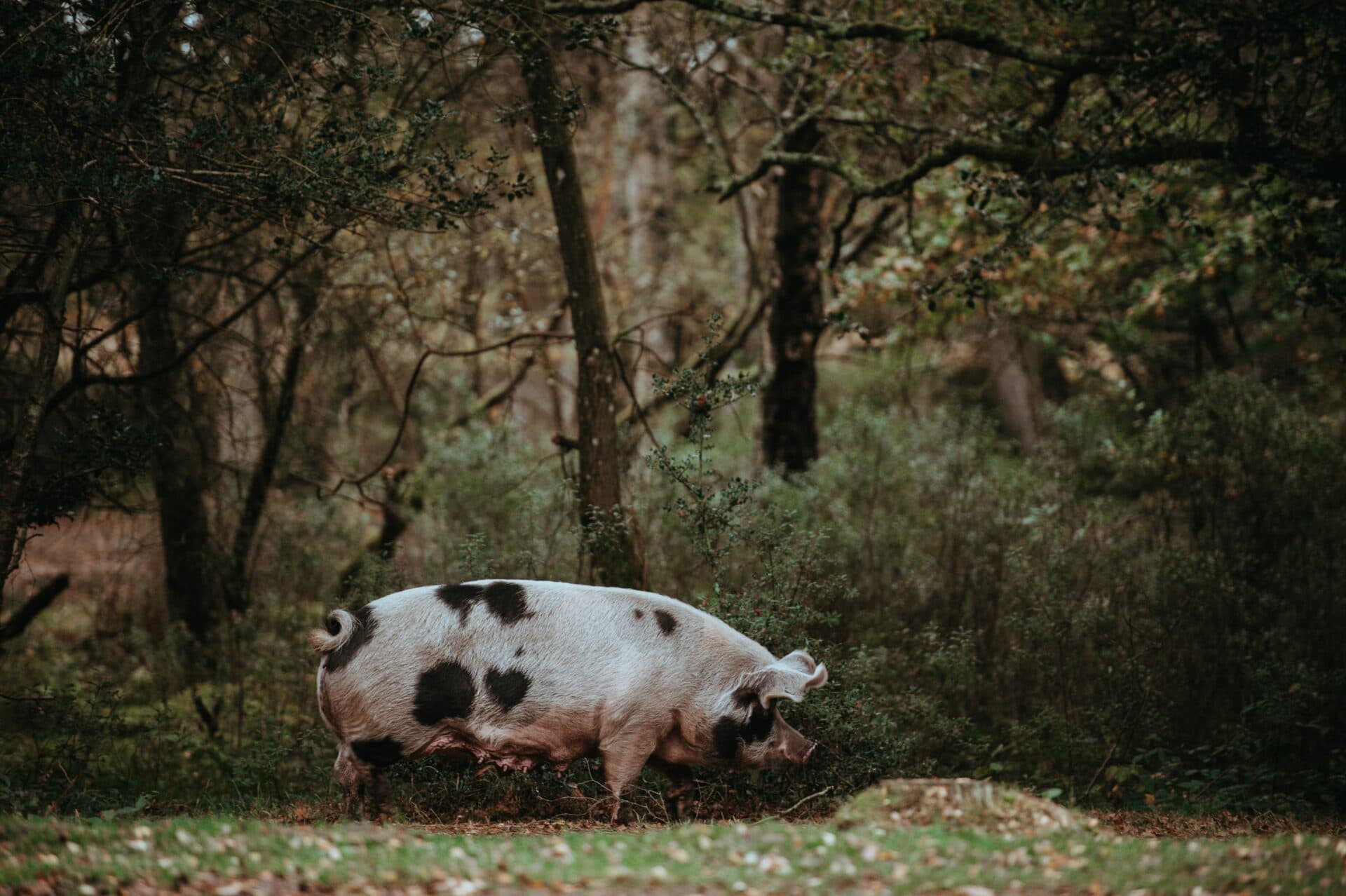 Agrorezort podpísal memorandum o spolupráci v boji proti africkému moru ošípaných