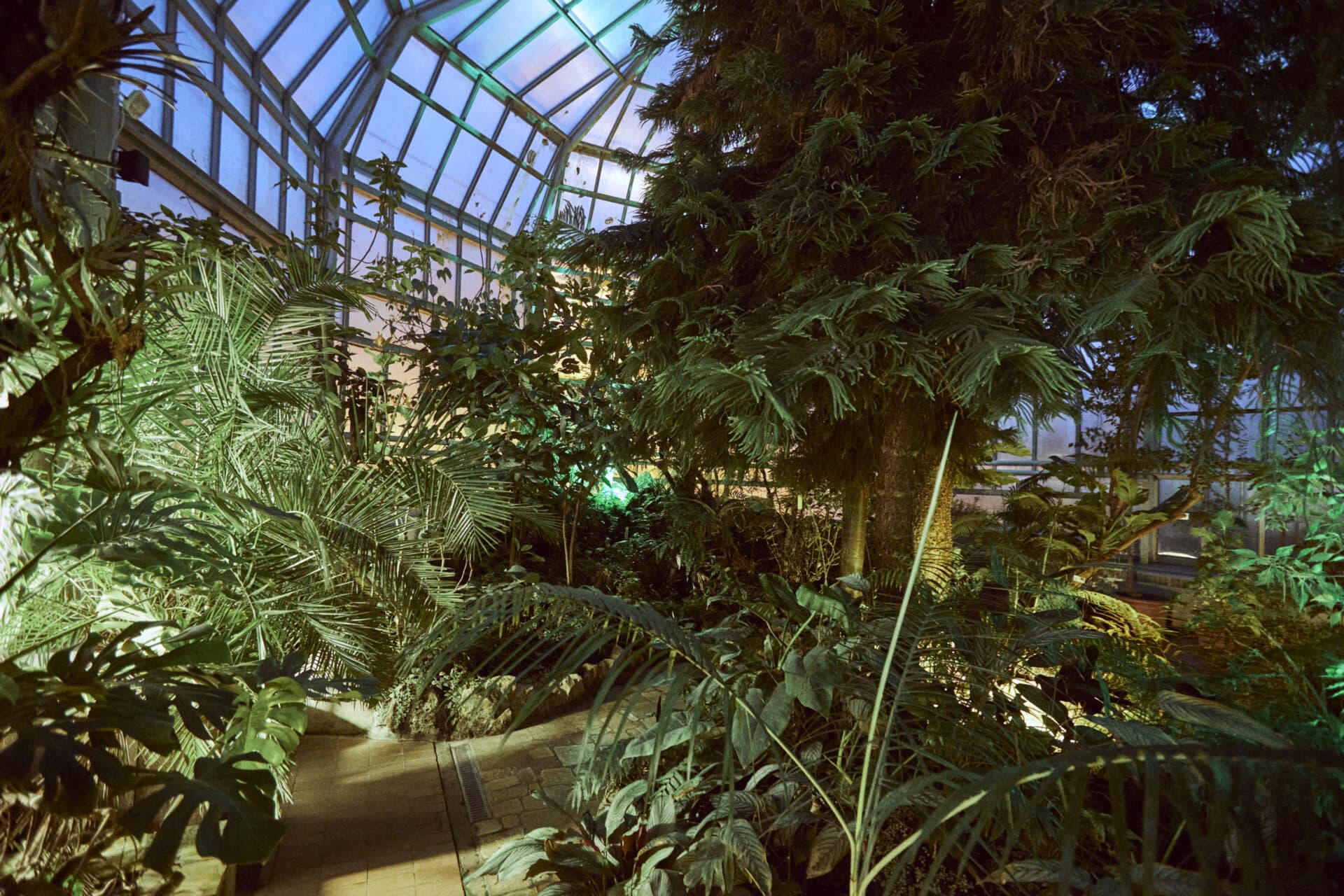 Botanická záhrada UPJŠ v Košiciach má novú audiovizuálnu atrakciu. Ožíva aj v noci (FOTO)