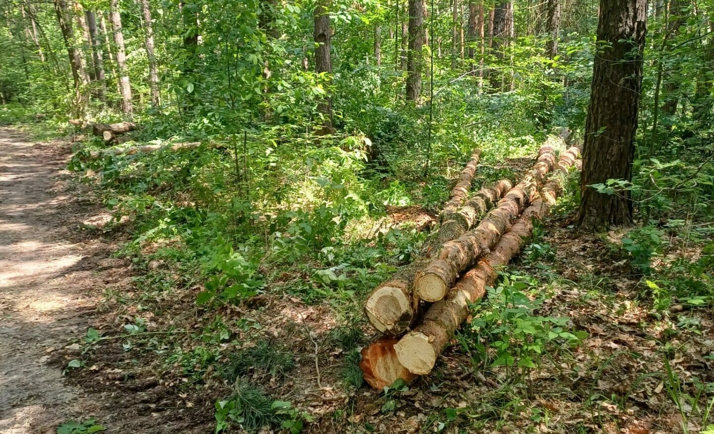 Ťahanovský les čakajú zásahy kvôli poškodeniu stromov