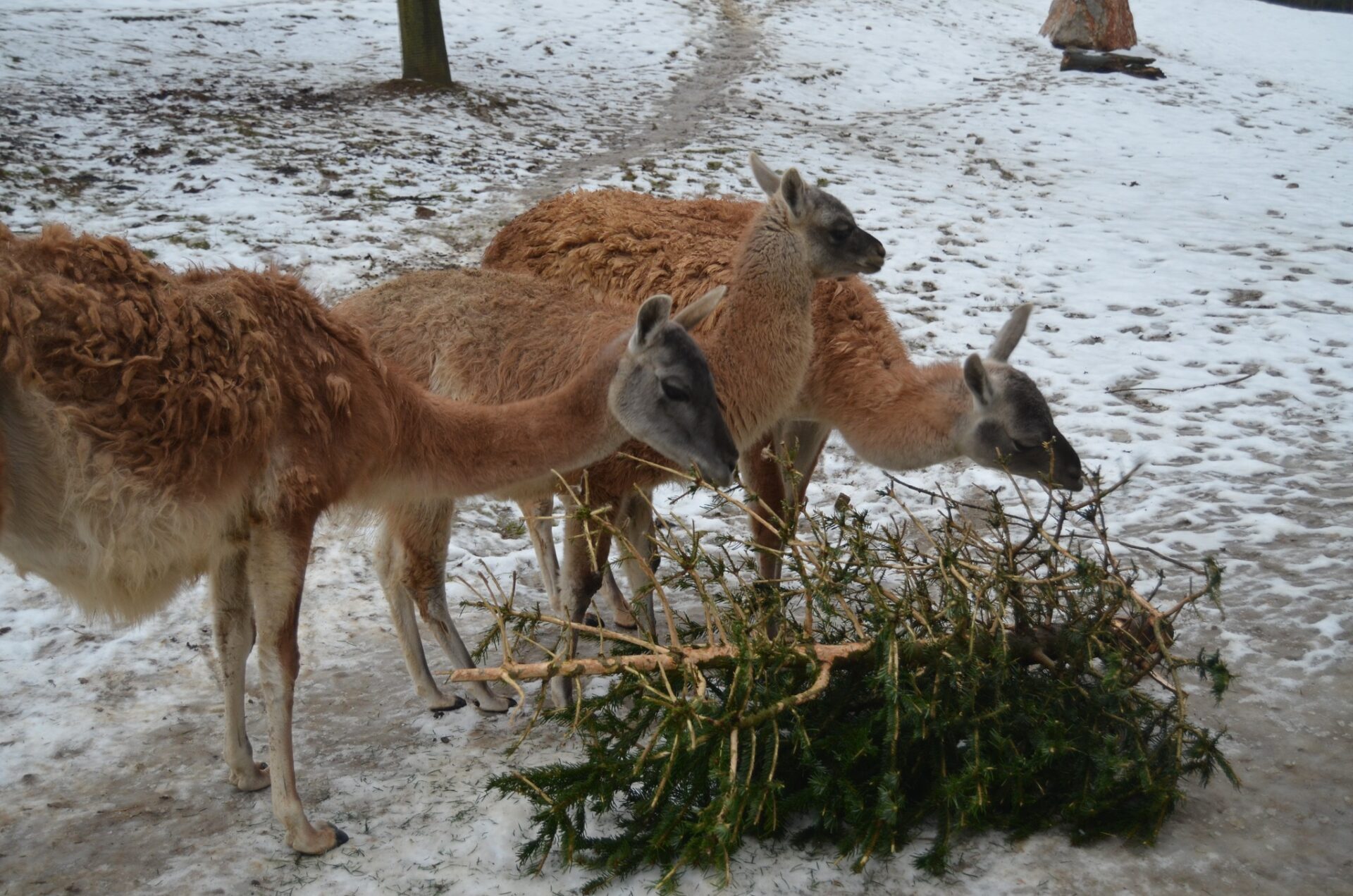 Zdroj: META/ZOO Košice