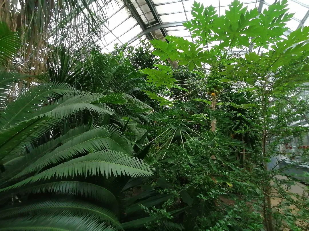 Botanická záhrada prináša zážitkovú expozíciu – Noc v džungli