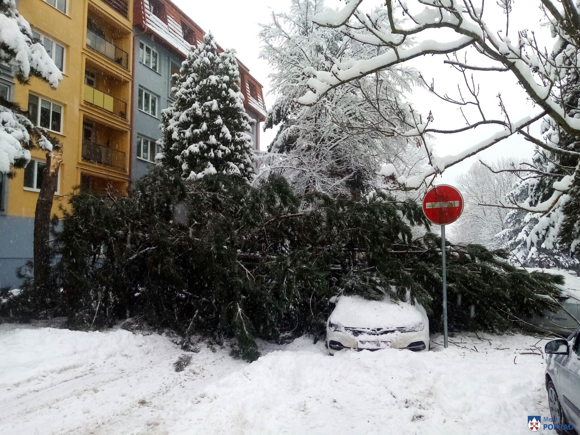 V Poprade hrozí vysoké riziko pádu stromov! (FOTO)