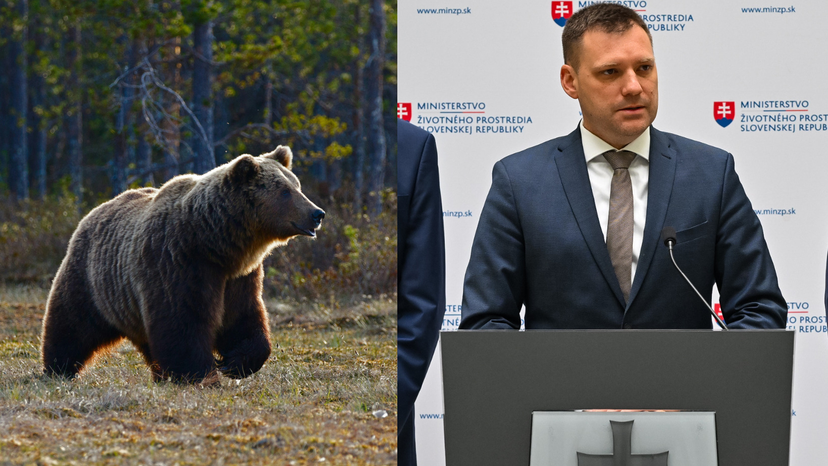 Na našom území sa budú REGULOVAŤ medvede. Slovensko má absolútnu zelenú