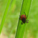 Kliešte sa prebúdzajú s jarou, ich aktivita vrcholí v apríli a máji